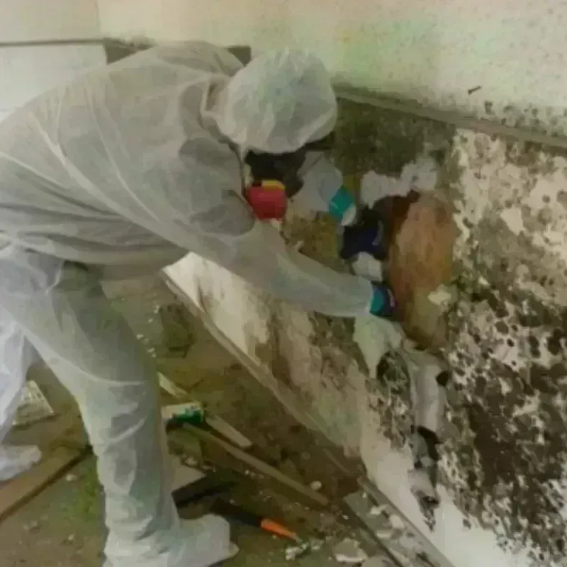 Mold Remediation and Removal in Olmito, TX